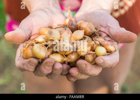 Senior Hände halten Zwiebeln. Stockfoto