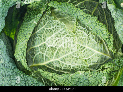 Savoy (Nahaufnahme) als Hintergrundbild oder als Textur Stockfoto