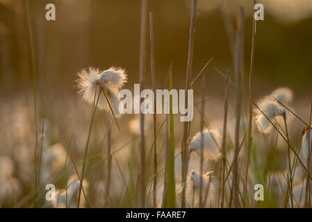 Gemeinsamen Wollgras Wollgras angustifolium Stockfoto