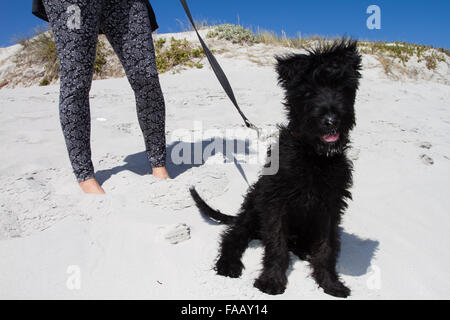 Frau zu Fuß Riesenschnauzer Welpen am Strand Stockfoto