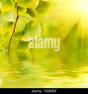 Grün und gelb fallen Blätter des Ginkgo Biloba - heilende Pflanze, Natur sonnigen Hintergrund mit Wasserreflexion Stockfoto