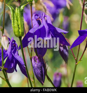 Akelei - Aquilegia 02 Stockfoto