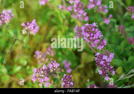 Thymus, Thymian - heilende Kräuter und Gewürze wachsen in der Natur, natürliche Blumen Hintergrund Stockfoto