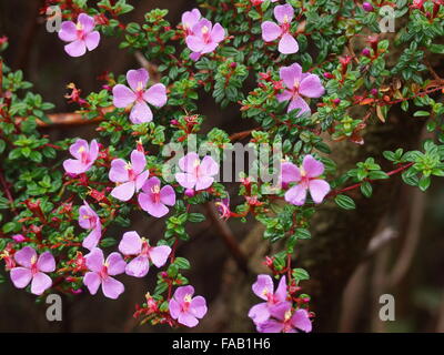 Rosa Blüten auf einem Hintergrund aus grünen Blättern. Monochaetum Vulcanicum, Melastomataceae. Provinz Alajuela, Costa Rica Poas Stockfoto