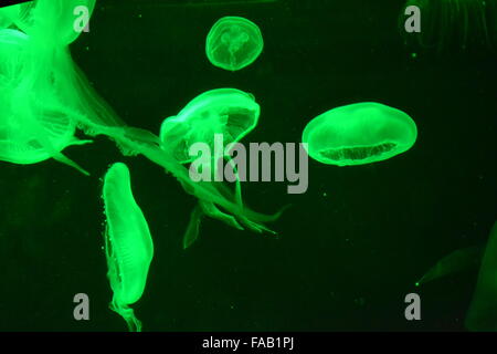 Qualle mit Ranken Schwimmen im Aquarium mit schwarzem Hintergrund Stockfoto