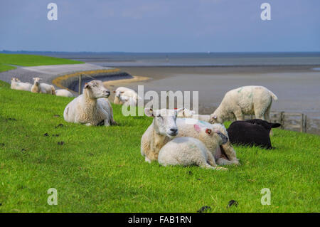 Ostfriesland Schafe - östliche Friesland Schafe 02 Stockfoto