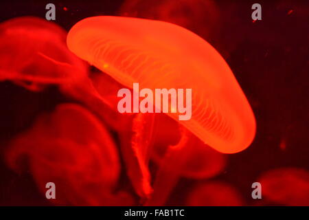 Qualle mit Ranken schwimmen im Aquarium mit roter Färbung Stockfoto