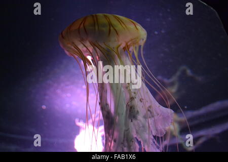 Gestreifte Quallen mit Ranken Schwimmen im Aquarium auf lila Hintergrund Stockfoto