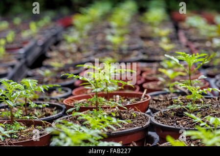 Tagetes Anzucht - Tagetes Pflanzenzüchtung 01 Stockfoto