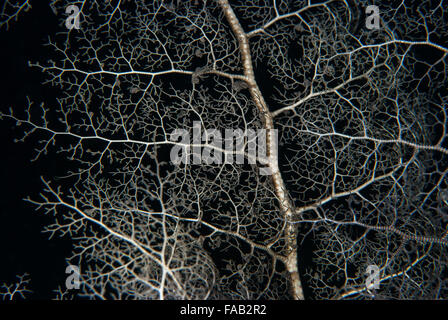 Riesige Gorgonien, Annella Mollis, Subergorgiidae, Sharm el-Sheikh, Rotes Meer, Ägypten Stockfoto