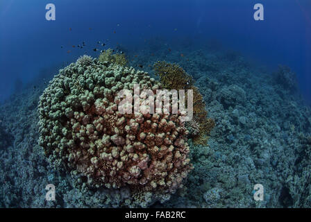 Dome-Korallen, Porites Nodifera, Poritidae, Steinkorallen, Rotes Meer, Sharm el-Sheikh, Ägypten Stockfoto