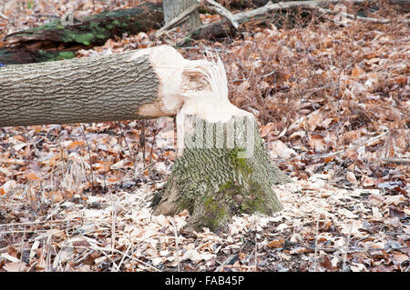 Die Ergebnisse der was beschäftigt Biber Bäume verursachen kann. Stockfoto