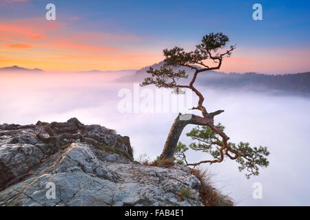 Allein Baum an Pieniny-Gebirge, Polen Stockfoto