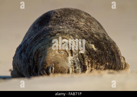 Schlafen Grey Seal bull Stockfoto