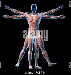 Menschliche Muskulatur (Vitruvian Mann), Computer-Illustration. Stockfoto