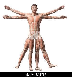 Menschliche Muskulatur (Vitruvian Mann), Computer-Illustration. Stockfoto