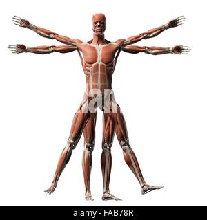 Menschliche Muskulatur (Vitruvian Mann), Computer-Illustration. Stockfoto