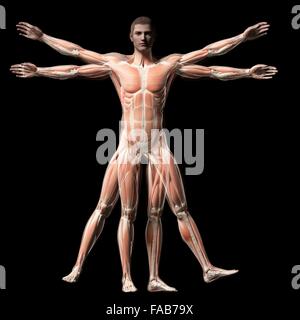 Menschliche Muskulatur (Vitruvian Mann), Computer-Illustration. Stockfoto