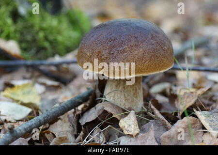 Boletus Edulis, Steinpilz, KEP, Penny Bun, Porcino king Bolete Stockfoto