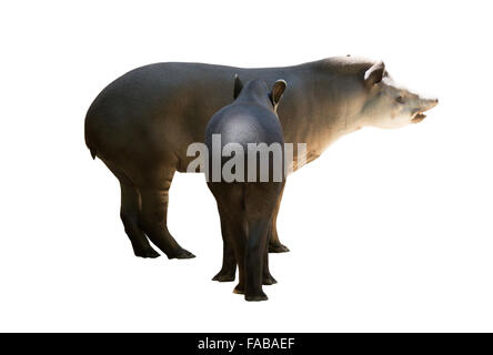 Erwachsene und junge Tapire. Isoliert auf weißem Hintergrund Stockfoto