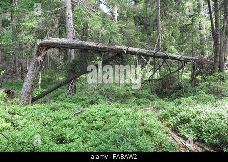 Woodland in Kladska Torf - nationale Naturreservat in Slavkov Woods Stockfoto