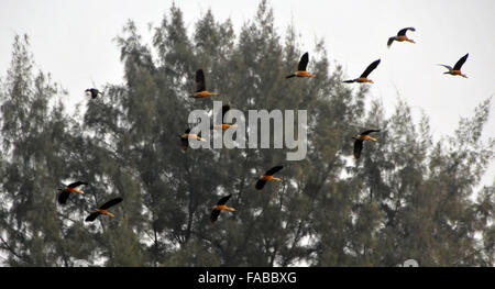 Dhaka. 25. Dezember 2015. Foto aufgenommen am 25. Dezember 2015 zeigt Zugvögel fliegen über die Jahangirnagar Universität am Stadtrand von Dhaka, Bangladesh. Ein großes viele Vögel sind in der Wintersaison nach Bangladesch ausgewandert. © Shariful Islam/Xinhua/Alamy Live-Nachrichten Stockfoto