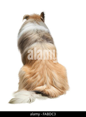 Rough Collie isoliert auf weiss Stockfoto