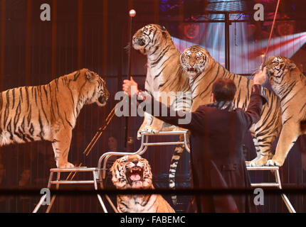 München, Deutschland. 25. Dezember 2015. Tamer Redy Montico mit seinen Tigern Durchführung bei der Premiere von der Winter-Programm des Circus Krone in München, Deutschland, 25. Dezember 2015. Foto: TOBIAS HASE/DPA/Alamy Live-Nachrichten Stockfoto