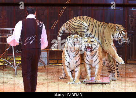 München, Deutschland. 25. Dezember 2015. Tamer Redy Montico mit seinen Tigern Durchführung bei der Premiere von der Winter-Programm des Circus Krone in München, Deutschland, 25. Dezember 2015. Foto: TOBIAS HASE/DPA/Alamy Live-Nachrichten Stockfoto