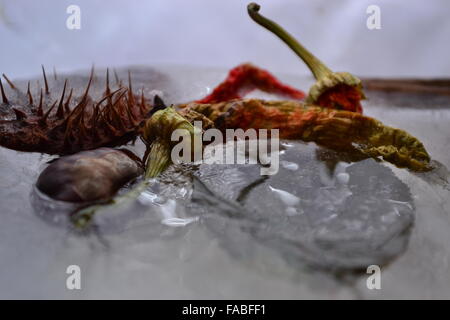 Gefrorene Paprika Kastanien schälen Blatt im Eis Stockfoto