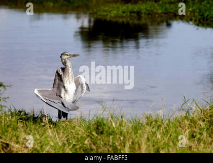 Grey Heron trocknen seine Flügel auf einem Riverbank Tansania Ostafrika Stockfoto