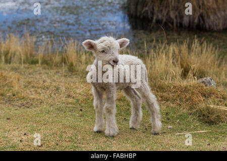 Foto von einer neuen geboren Lamm stehend. Stockfoto