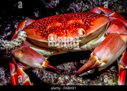 Carpilius Corallinus oder Batwing Korallen Krabbe in der Nacht am Korallenriff Stockfoto