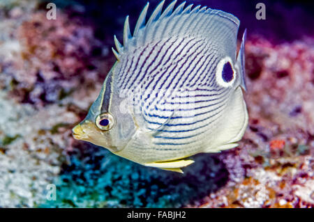 Foureye Butterflyfish (Chaetodontidae Capistratus) ist ein Butterflyfish, Familie Chaetodontidae. Es heißt alternativ das vier-Augen Stockfoto