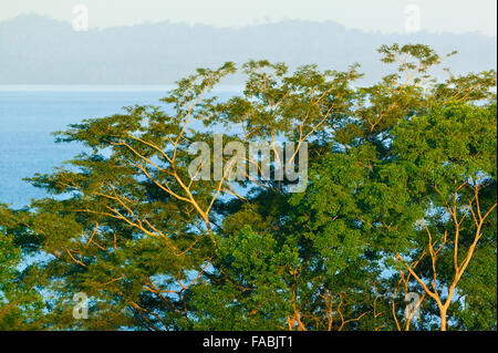Regen Küstenwald bei Punta Patino Nature reserve, Pazifikküste, Darien Provinz, Republik von Panama. Stockfoto