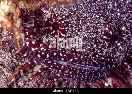 herrliche Krötenfisch, Sanopus Splendidus, auch genannt die Korallen-Krötenfisch off Küste von Belize Stockfoto