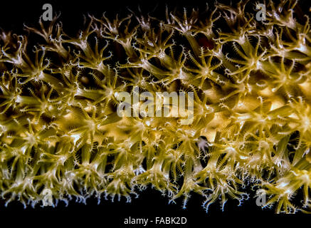 Plexaurella Nutans, die Riesen Schlitz-Pore-Meer-Rute ist eine große Arten von Weichkorallen in der Familie Plexauridae Stockfoto