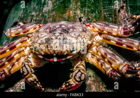 Petrolisthes Armatus, die grünen Porzellan Krabbe ist eine Art von kleinen Porzellan Krabbe in der Familie Porcellanidae.on Ramm Stockfoto