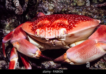 Carpilius Corallinus oder Batwing Korallen Krabbe am Korallenriff in Karibik Stockfoto