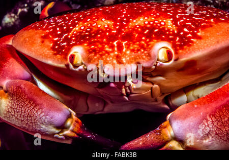 Carpilius Corallinus oder Batwing Korallen Krabbe am Korallenriff in Karibik Stockfoto