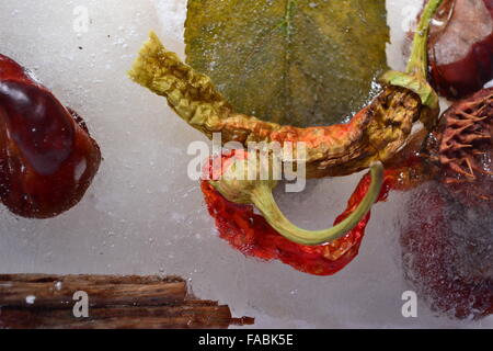 Gefrorene Paprika Kastanien Blatt Holz im Eis Stockfoto