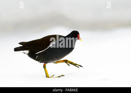 Teichhuhn (Gallinula Chloropus) auf Futtersuche auf Schnee, Bayerischer Wald, Deutschland. Stockfoto