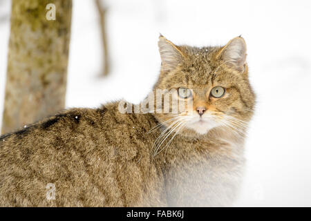 Wildkatze (Felis Sylvestris), Portrait im Schnee, Blick in die Kamera, kontrollierten Situation, Bayerischer Wald, Deutschland Stockfoto