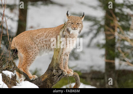 Eurasischer Luchs (Lynx Lynx) stehend auf einem Holz melden Sie sich im Schnee, Blick in die Kamera, Bayerischer Wald, Deutschland. Stockfoto