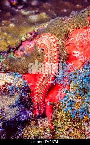 bärtige Fireworm, Hermodice Carunculata, ist eine Art von marine Borstenwurm aus der Amphinomidae Familie Stockfoto