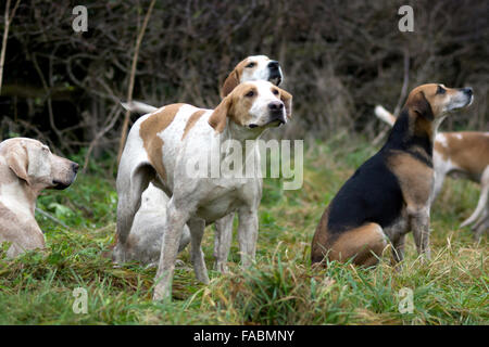 Wentbridge, West Yorkshire, Großbritannien. 26. Dezember 2015. Die Badsworth & Braham Moor-Jagd treffen im Dorf Wentbridge vor Beginn der jährlichen Boxing Day treffen. Bildnachweis: Chris Mcloughlin/Alamy Live-Nachrichten Stockfoto