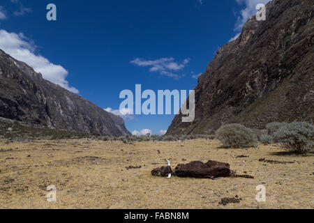 Foto von eine tote Kuh auf der Santa Cruz Trek in Peru. Stockfoto