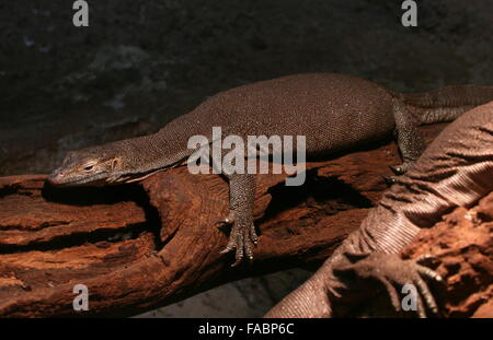 Nördlichen australischen Mertens Wasserwaran (Varanus Mertensi), Nahaufnahme des Kopfes und Krallen Stockfoto
