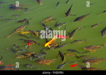 Altstadt Lijiang, Jade Drachen Berg, Black Dragon Pool, Karpfen, Naxi ethnische Völker, Yunnan Provinz, VR China, Volksrepublik China Stockfoto