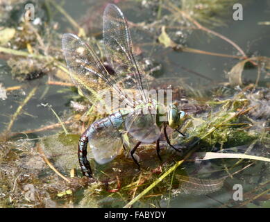 Weibliche blaue Kaiser Libelle (Anax Imperator) Hinterlegung ihren Eiern im Wasser Stockfoto